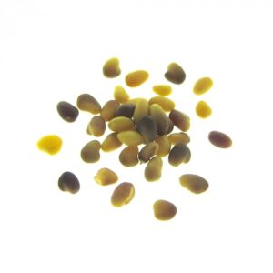 organic red clover seeds for sprouts and microgreens