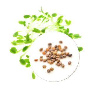 Organic Red clover seeds for Sprouts and Microgreens