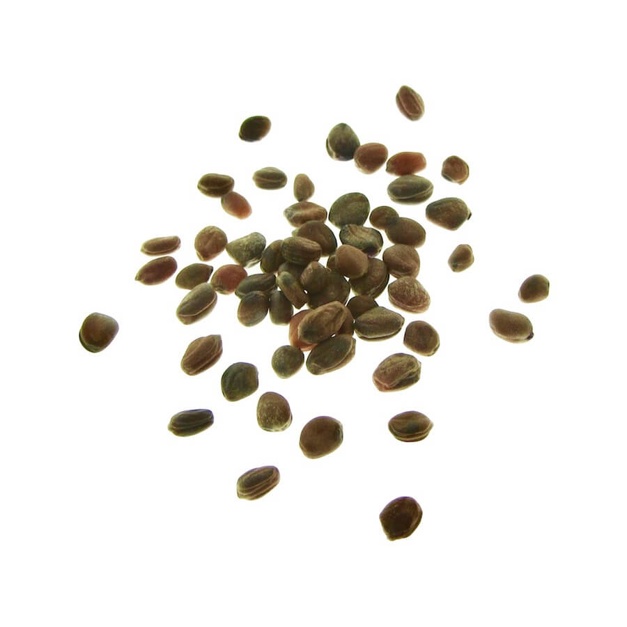 organic red radish seeds for sprouts and microgreens