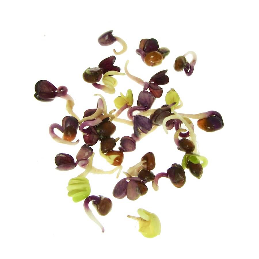 graines germées de radis rouge biologique pour les germes de fresh sprouts