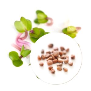 Organic Rose radish seeds for Sprouts and Microgreens
