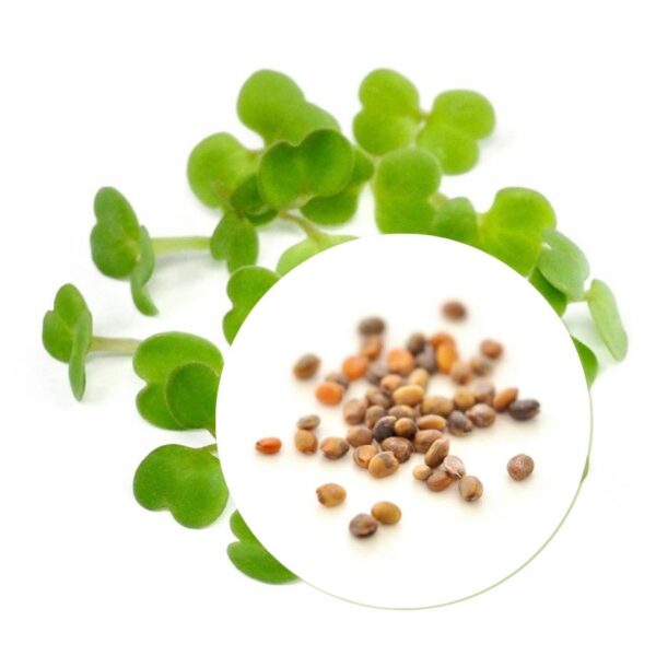 Organic Rucola seeds for Sprouts and Microgreens