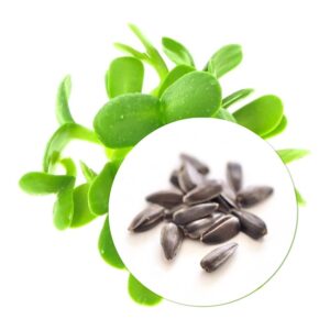 Organic Sunflower seeds for Sprouts and Microgreens
