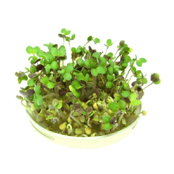 organic mustard sprouts