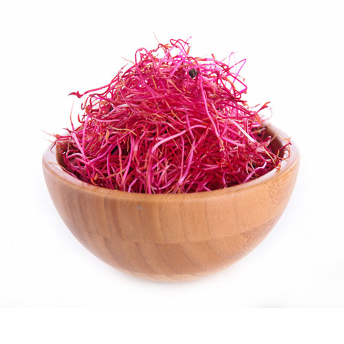 red beet sprouts from organic sprouting seeds