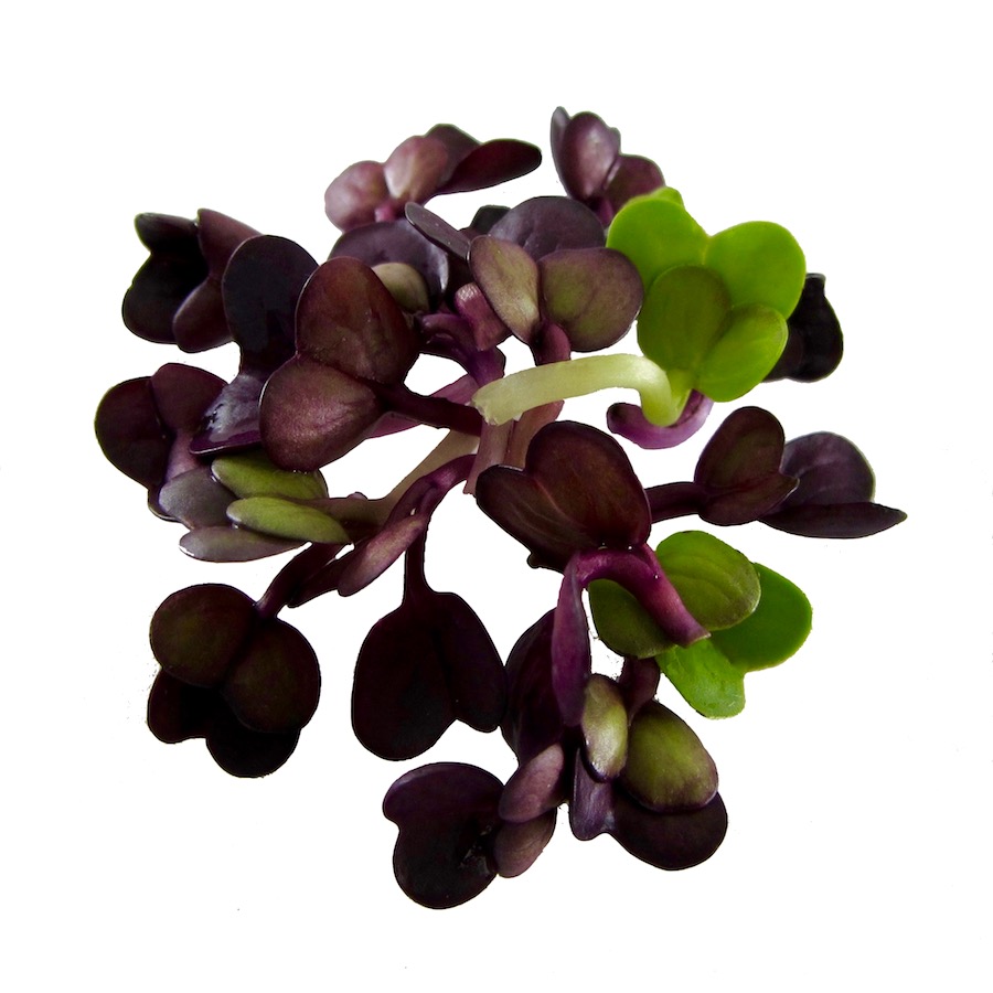 red radish for sprouts and microgreens