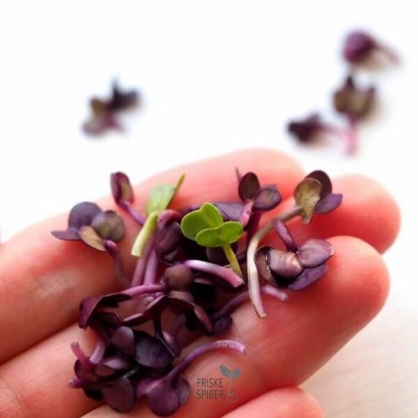 violet and red radish sprouts