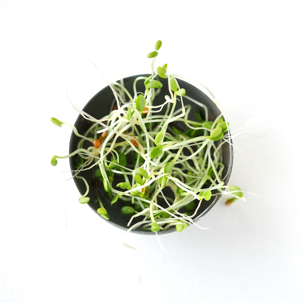 young organic endive sprouts