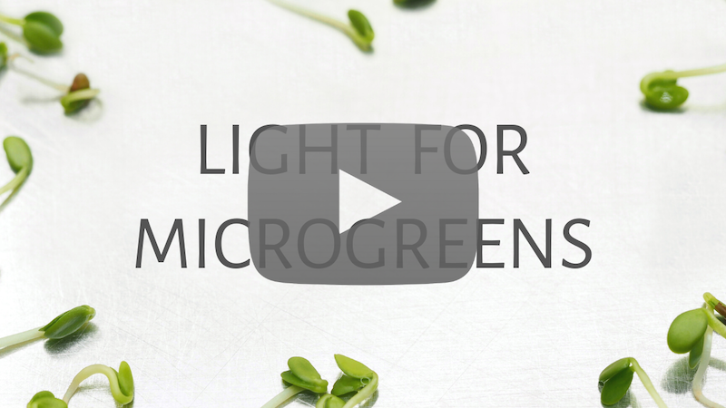 light for microgreens video