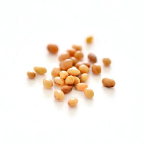 Biologische Alfalfa-Samen für Sprossen und Mikrogras