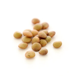 Organic Green lentil for sprouts