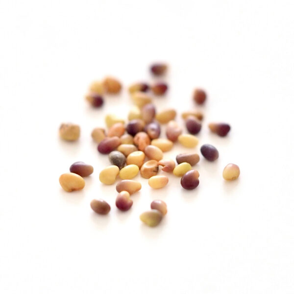 Organic Red clover seeds for sprouts and microgreens
