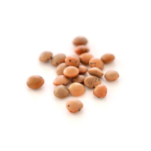 Organic Red lentils for your sprouts