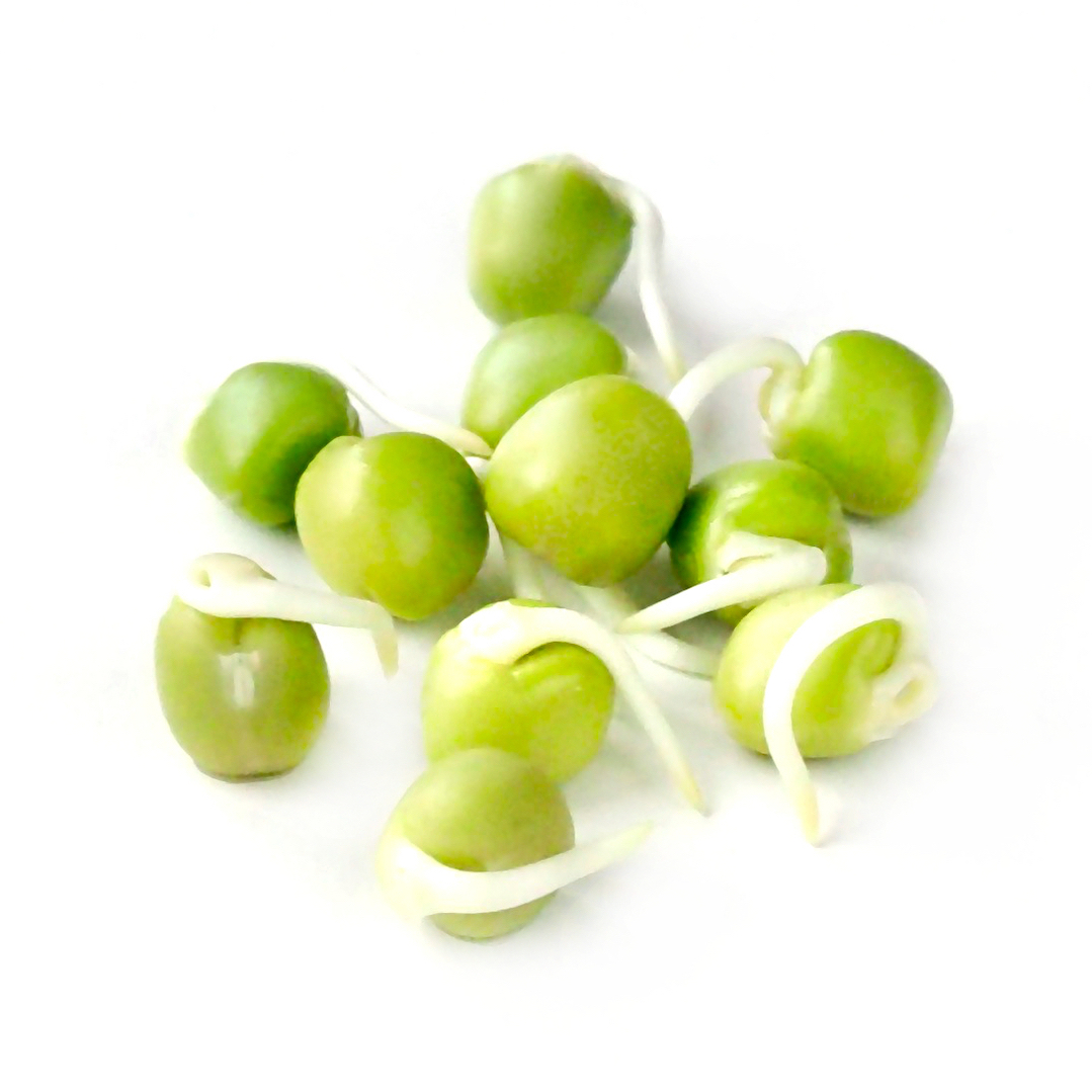 Organic pea sprouts