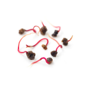 Red Beet seeds sprouted for Sprouts and Microgreens