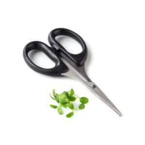 Small black scissor for sprouts and microgreens