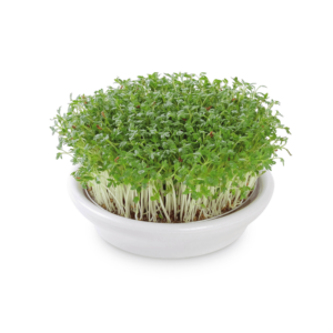 ceramic sprout tray white