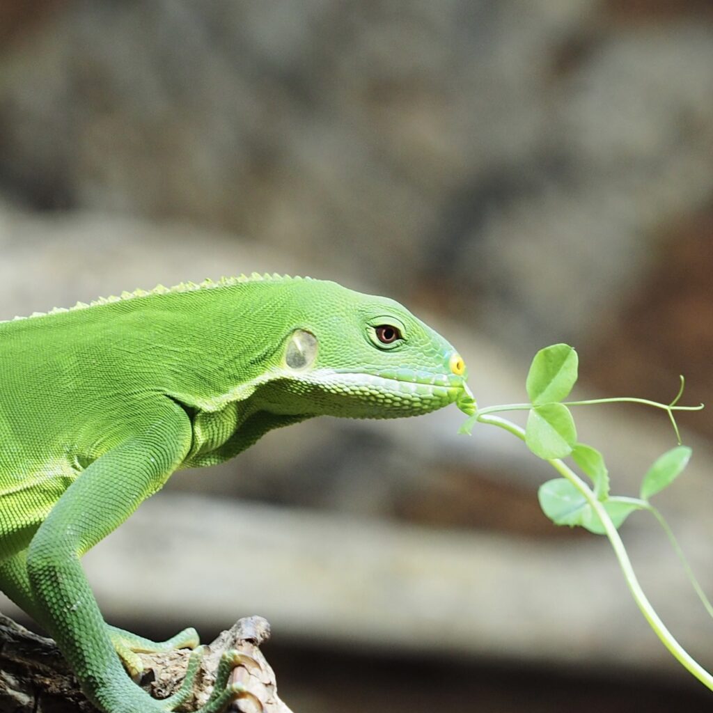 grow organic sprouts and microgreens for iguanas