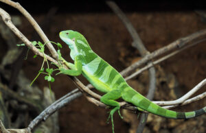 grow your own sprouts and microgreens for iguanas