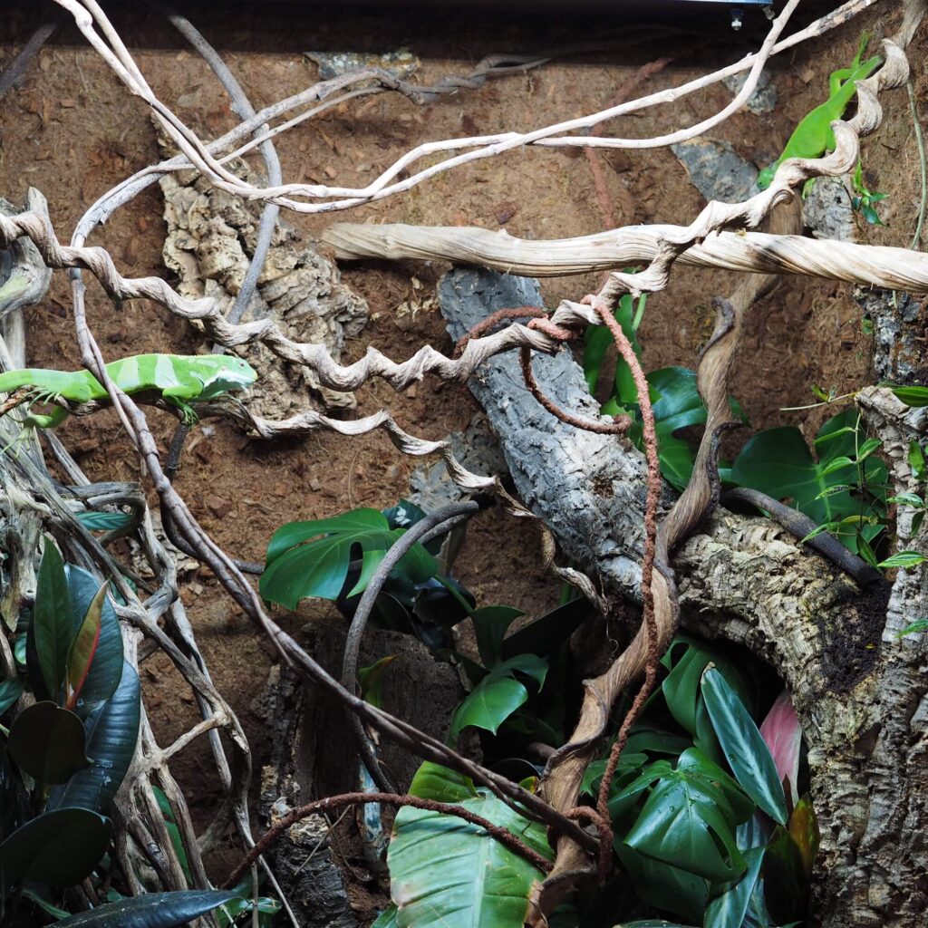 grow your own organic food for iguanas