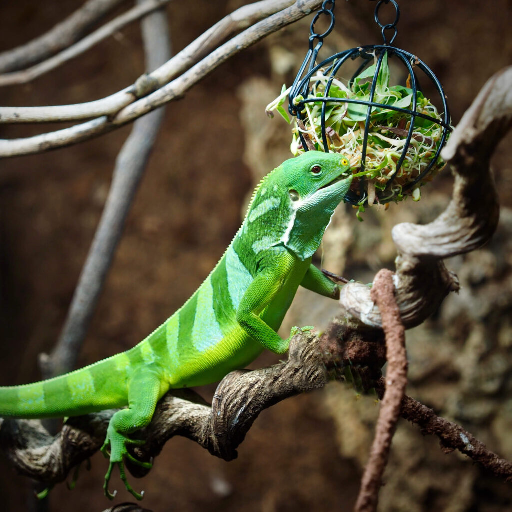 organic greens and sprouts served for iguana