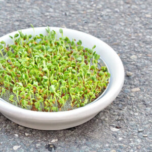 Ceramic sprout tray for cress gel seeds