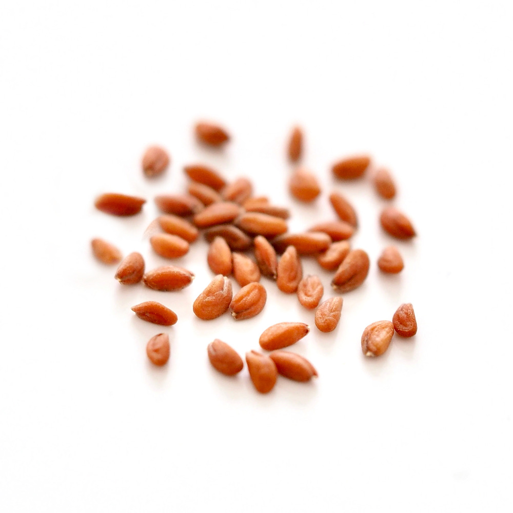 1 Kg De Graines De Cresson De Jardin - Pour Micro-verts, Salades, Culture Facile
