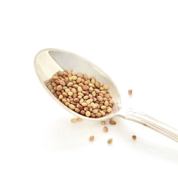 Biologische karmozijnrode klaver zaden voor spruiten en microgroenten