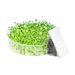 SproutPearl seed tray kit with seeds and sponge