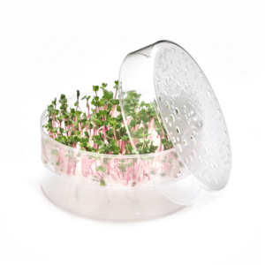 microgreen tray sproutpearl von frischen Sprossen
