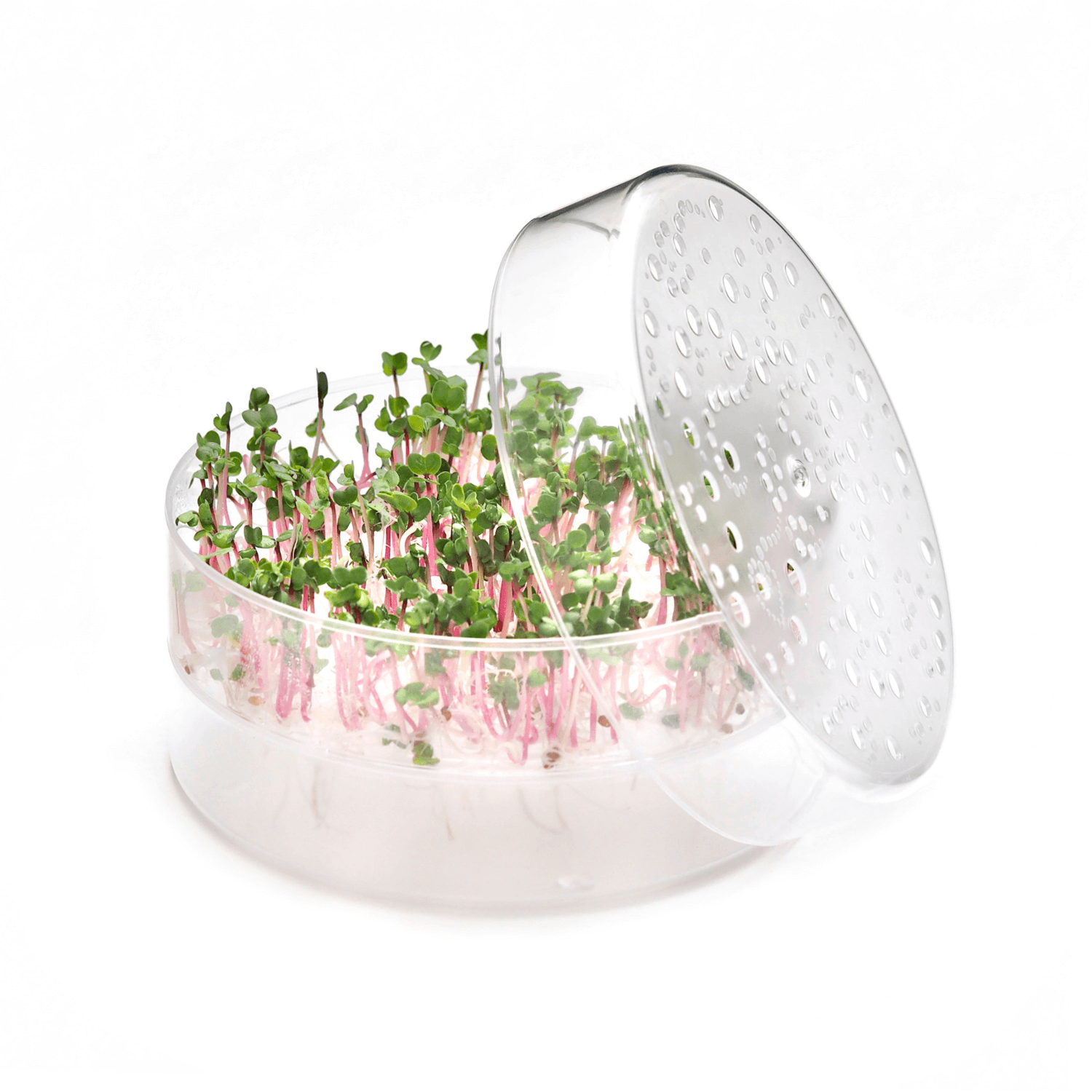 Microgreen tray SproutPearl by FRESH SPROUTS