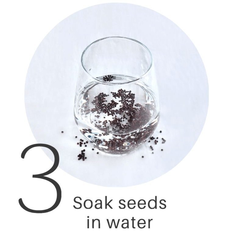 to FRESH SPROUTS where you learn to grow fresh food