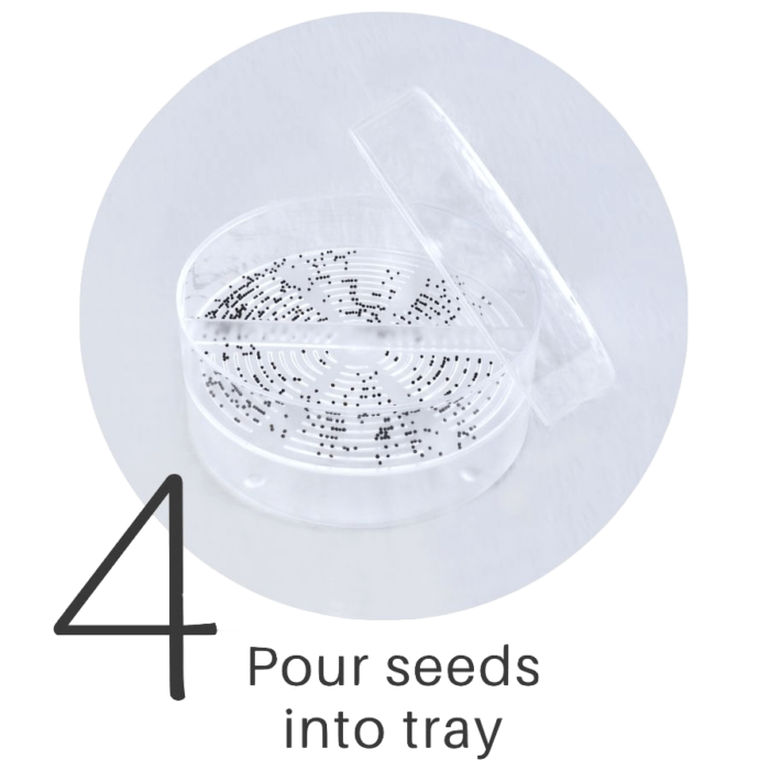 to FRESH SPROUTS where you learn to grow fresh food