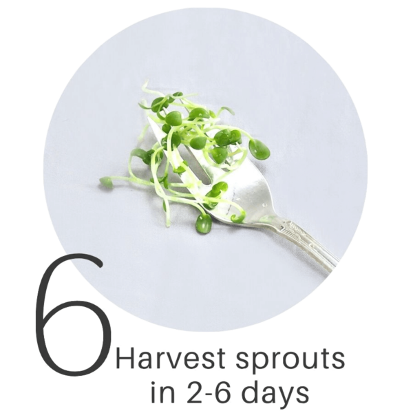 to FRESH SPROUTS where you learn to grow fresh food