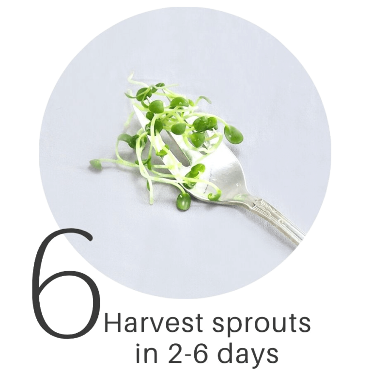 to FRESH SPROUTS where you learn to grow fresh food