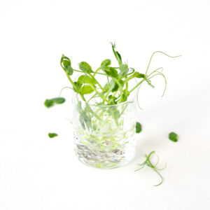 Organic homegrown pea shoots