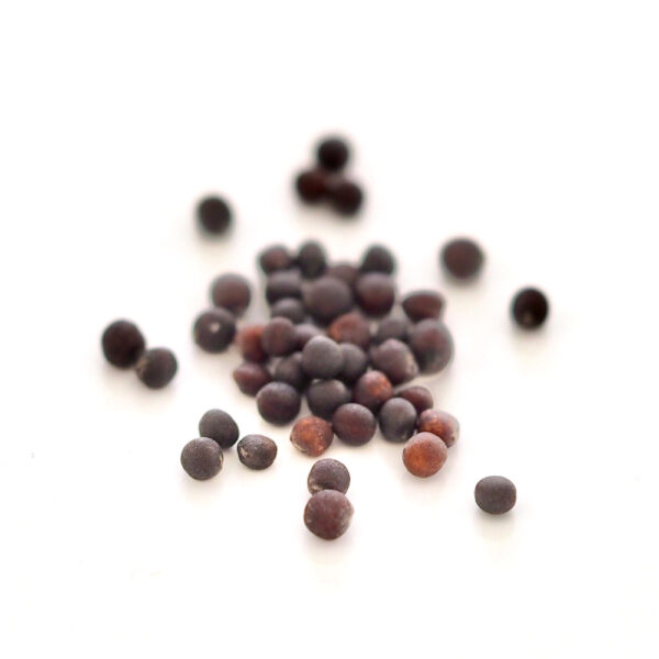 Organic pink kale seeds for sprouts and microgreens