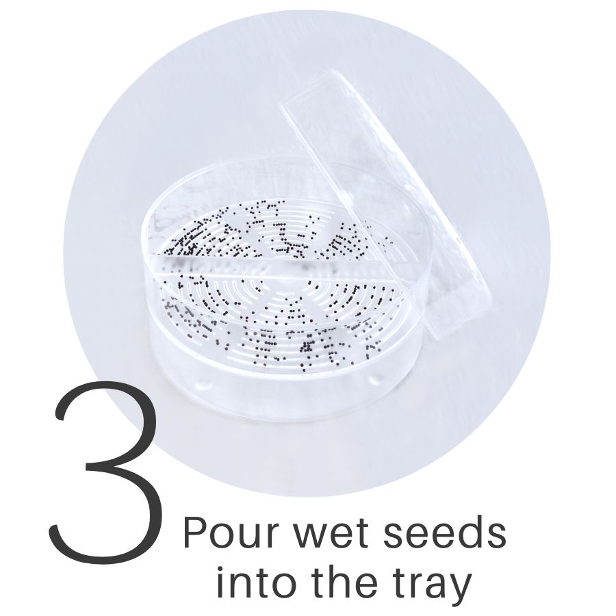 Step 3 sprout guide