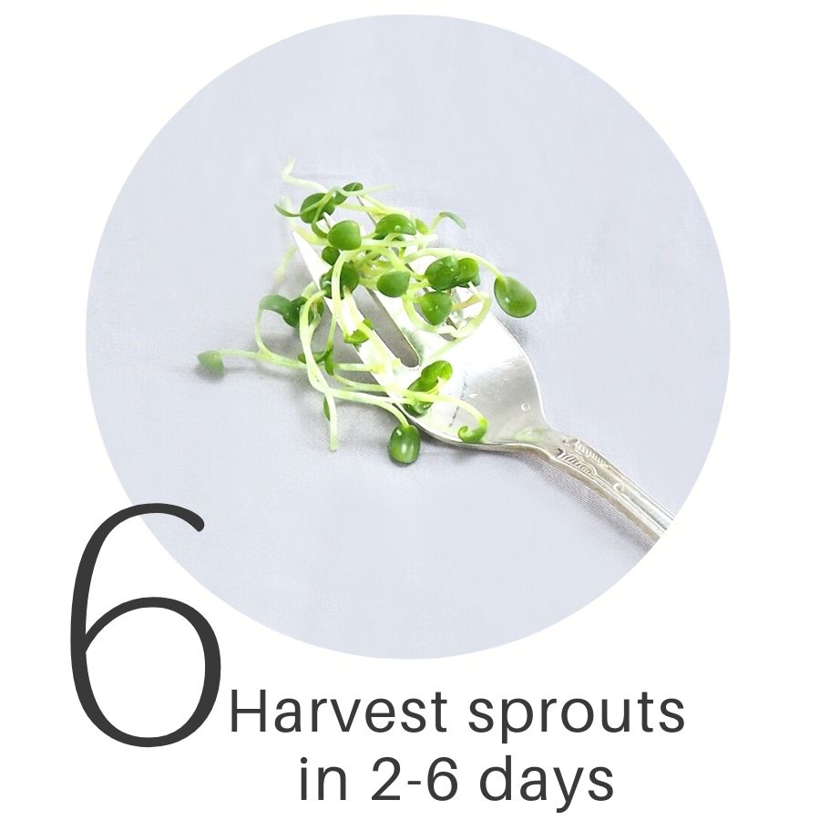 Step 6 sprout guide