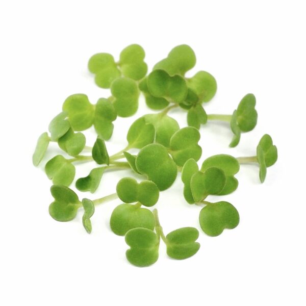 Organic Mizuna sprouts green