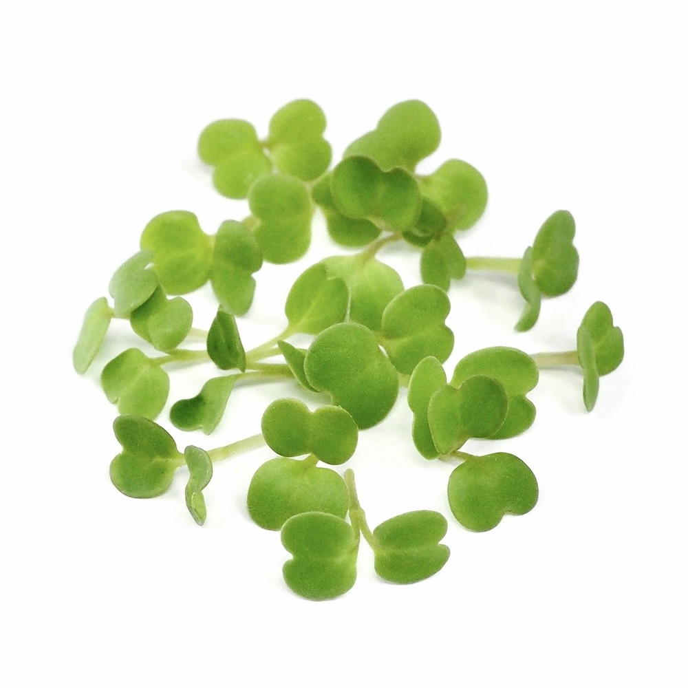 Organic Mizuna sprouts green