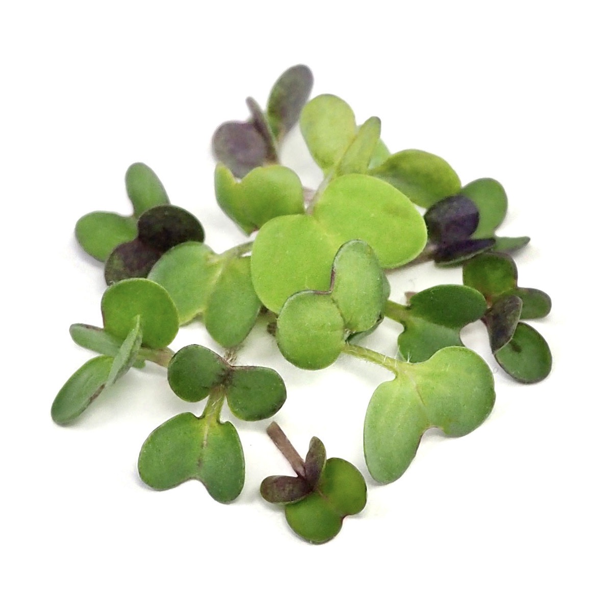 Organic Mustard sprouts and microgreens