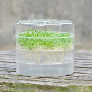 SproutPearl sprouter 2 trays with sprouts in top layer