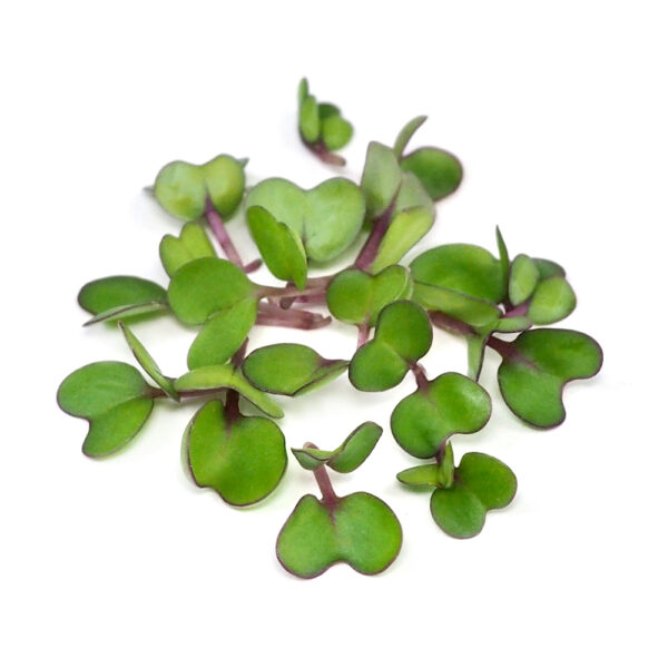 Organic Pink kale seeds for sprouts or Microgreens