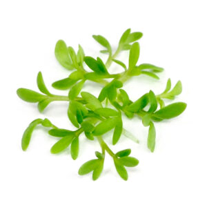 Organic seeds Cress Sprouts or Microgreens