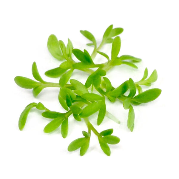 Organic seeds Cress Sprouts or Microgreens