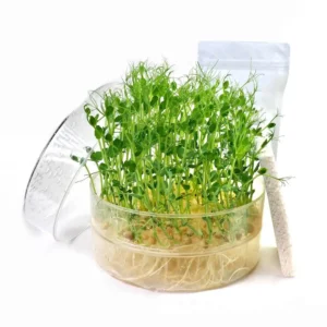 Microgreen pea shoot kit by FRESH SPROUTS
