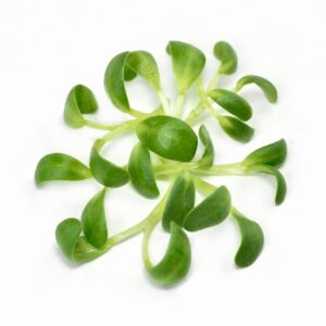 Organic Fenugreek sprouts from organic sprouting seeds