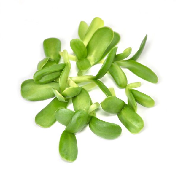 Organic Sunflower sprouts from organic sprouting seeds
