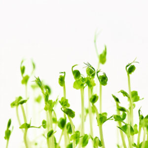 How to grow Pea Shoots in your Kitchen